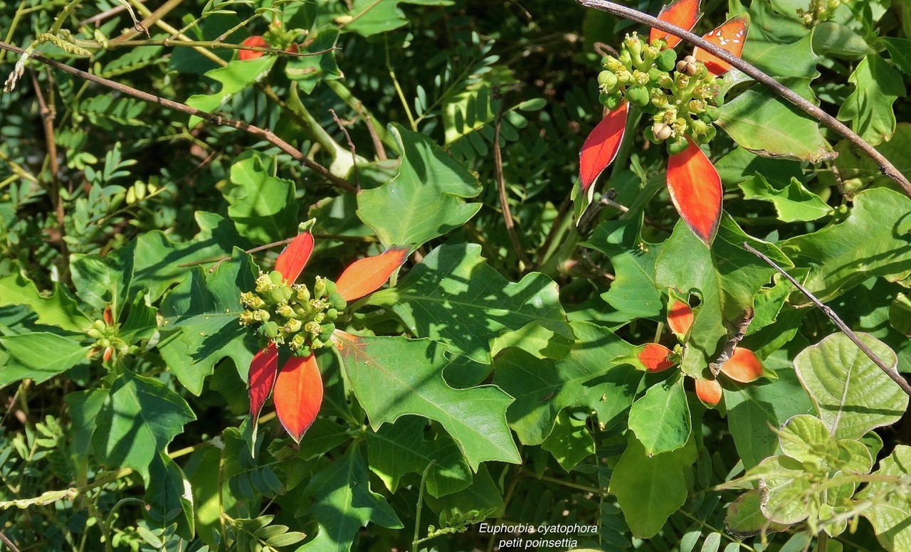 Euphorbia cyathophora.petit poinsettia.euphorbiaceae.sténonaturalisé..jpeg