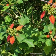 Euphorbia cyathophora.petit poinsettia.euphorbiaceae.sténonaturalisé..jpeg