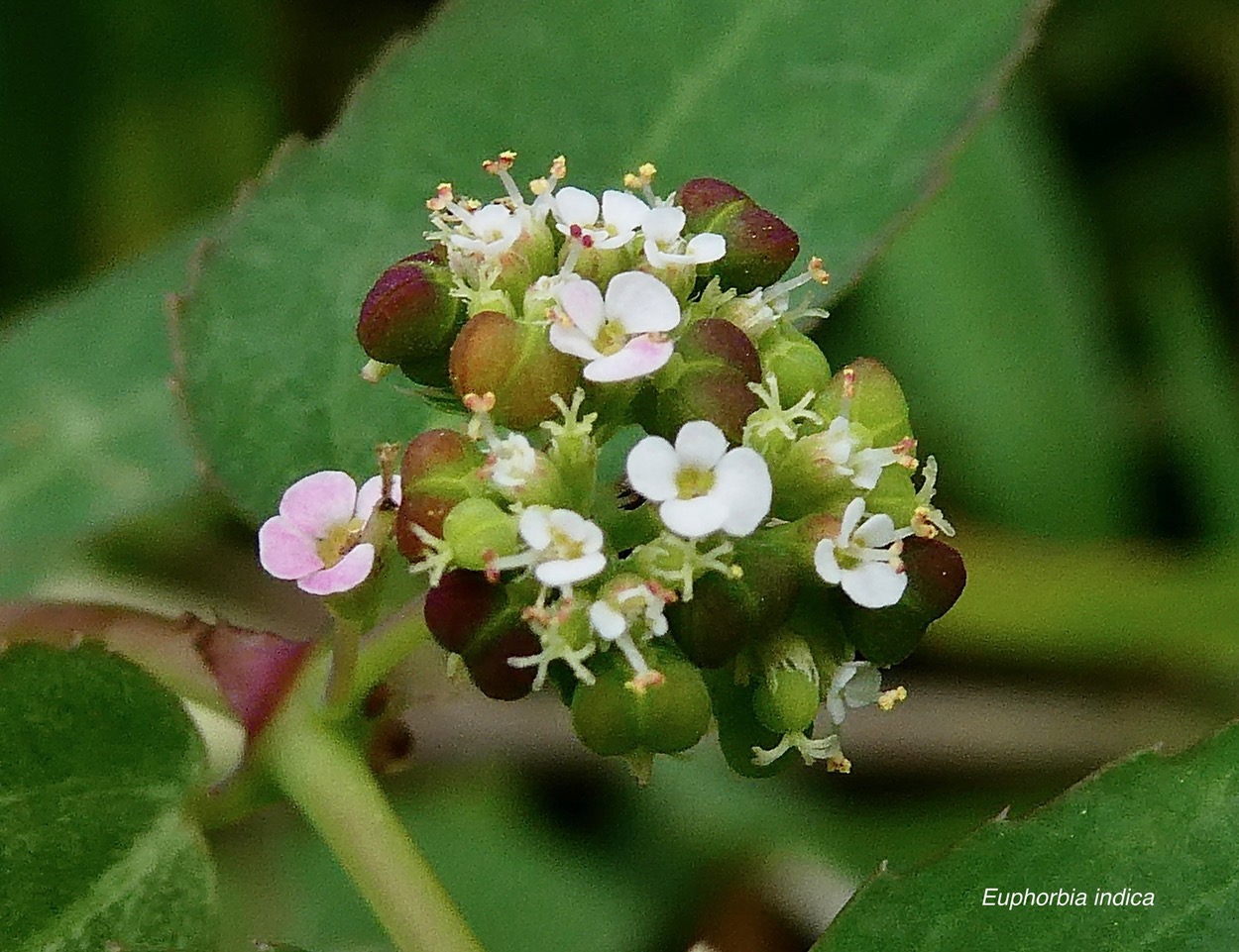 Euphorbia indica Lam.Jean Bélan..( fleurs mâles-fleurs femelles-fruits )euphorbiaceae.amphinaturalisé.jpeg