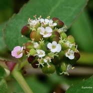 Euphorbia indica Lam.Jean Bélan..( fleurs mâles-fleurs femelles-fruits )euphorbiaceae.amphinaturalisé.jpeg