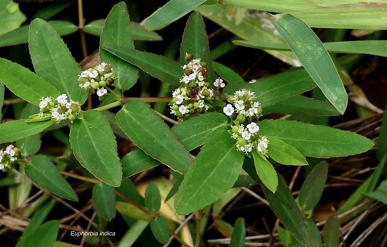 Euphorbia indica Lam.Jean Bélan..euphorbiaceae.amphinaturalisé.jpeg