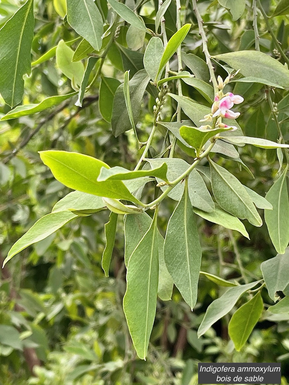 Indigofera ammoxylum .bois de sable.fabaceae.endémique Réunion..jpeg