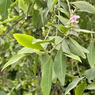 Indigofera ammoxylum .bois de sable.fabaceae.endémique Réunion..jpeg