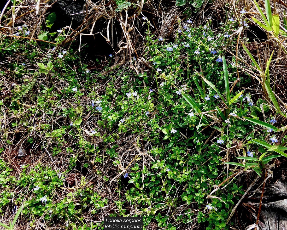 Lobelia serpens Lam.lobélie rampante.campanulaceae.endémique Madagascar Mascareignes. (1).jpeg