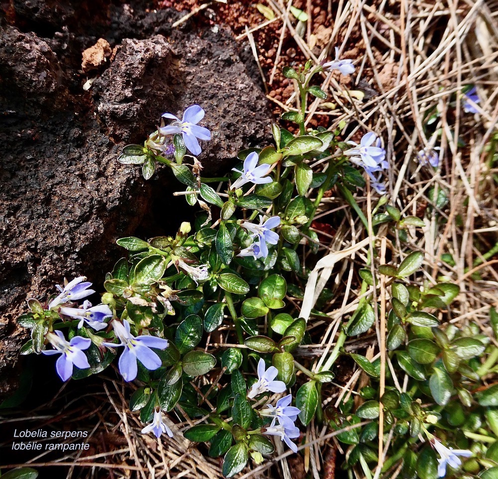 Lobelia serpens Lam.lobélie rampante.campanulaceae.endémique Madagascar Mascareignes..jpeg