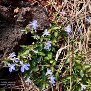 Lobelia serpens Lam.lobélie rampante.campanulaceae.endémique Madagascar Mascareignes..jpeg