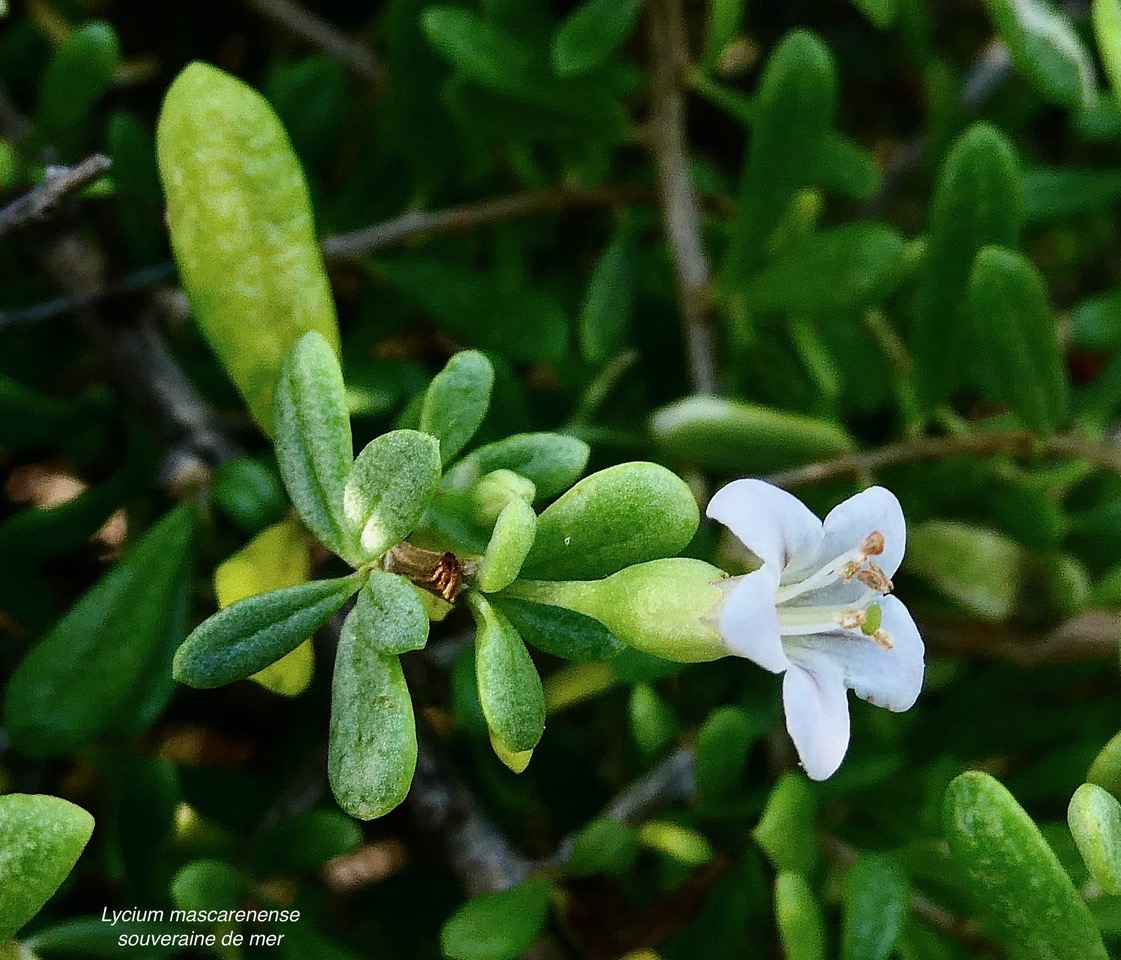 Lycium mascarenense.souveraine de mer.solanaceae.indigène Réunion. (1).jpeg