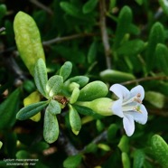 Lycium mascarenense.souveraine de mer.solanaceae.indigène Réunion. (1).jpeg