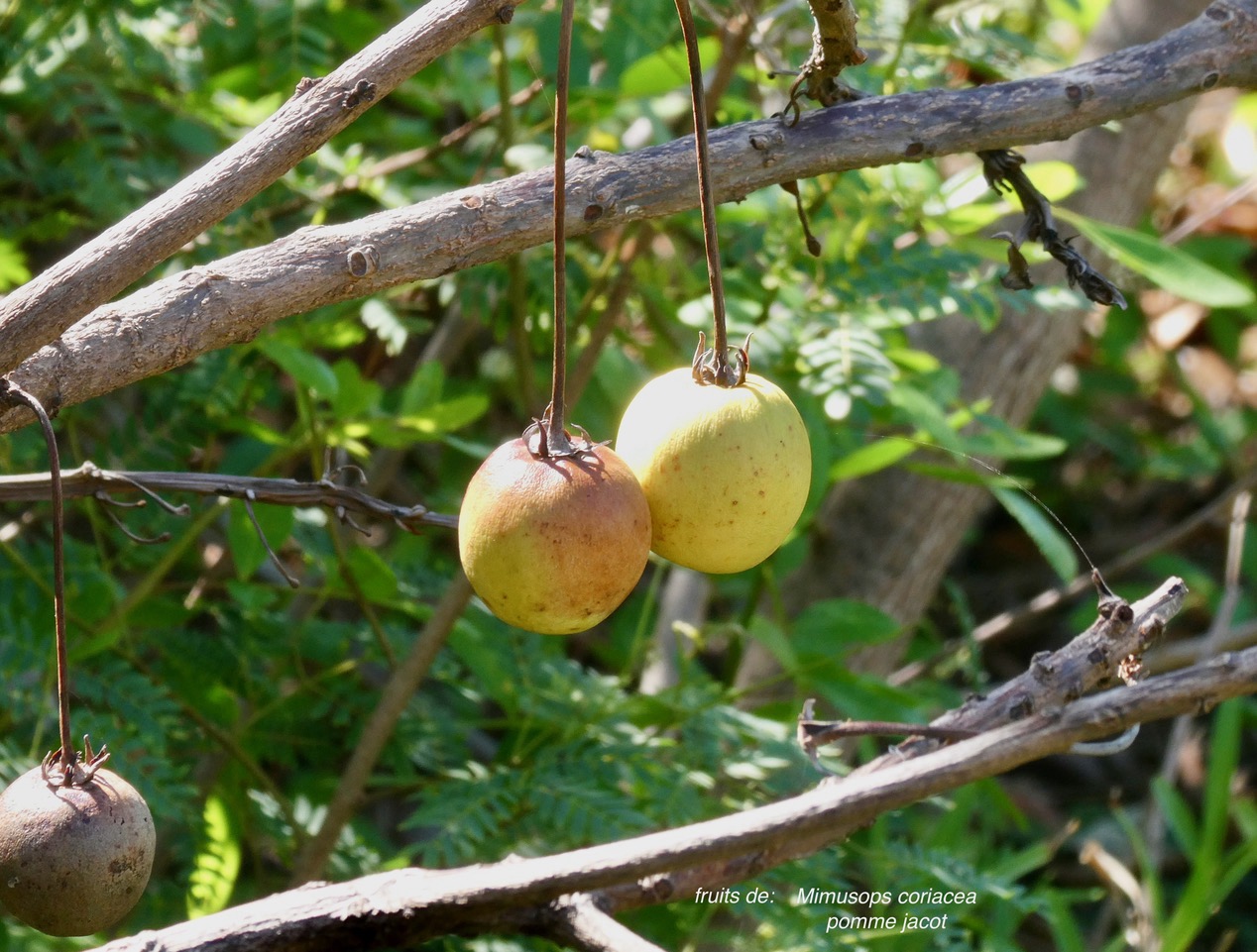 Mimusops coriacea.pomme jacot.sapotaceae.espèce cultivée.endémique Madagascare Comores. (1).jpeg