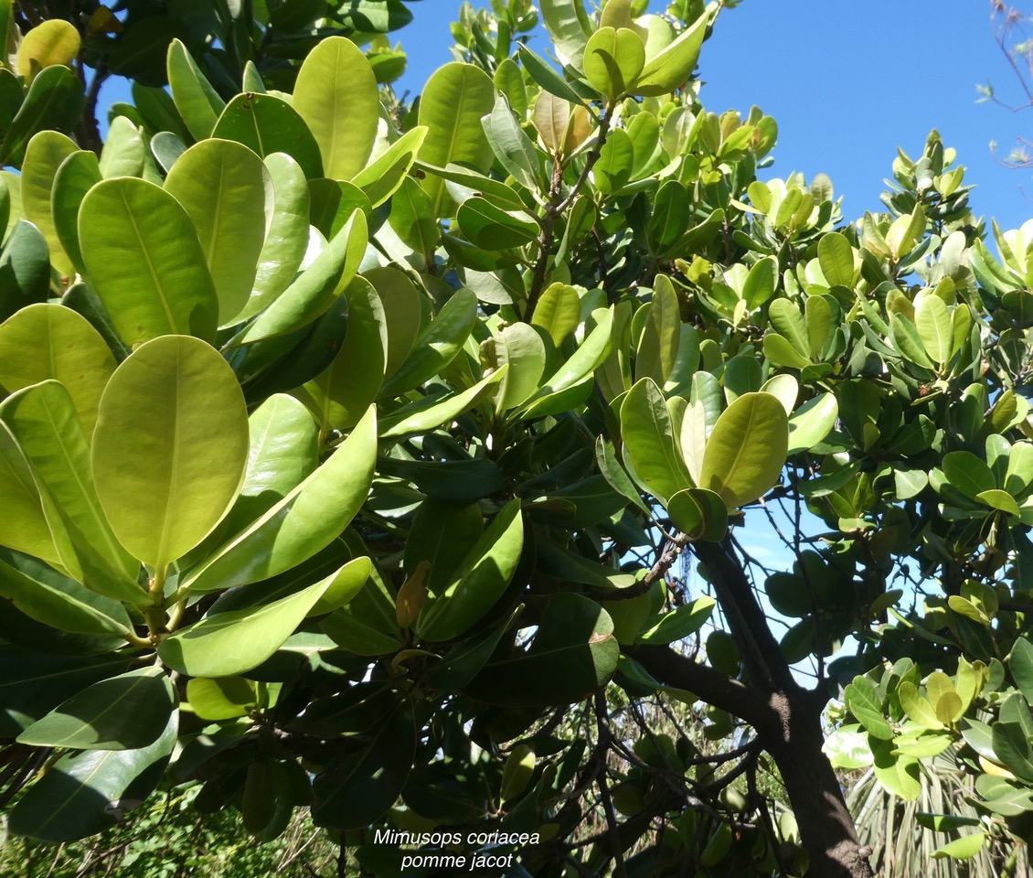 Mimusops coriacea.pomme jacot.sapotaceae.espèce cultivée.endémique Madagascare Comores..jpeg