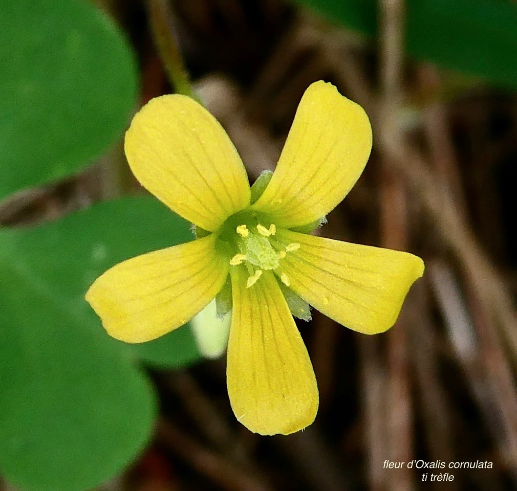 Oxalis corniculata.ti trèfle.( fleur ) oxalideae.amphinaturalisé. (1).jpeg