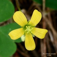 Oxalis corniculata.ti trèfle.( fleur ) oxalideae.amphinaturalisé. (1).jpeg