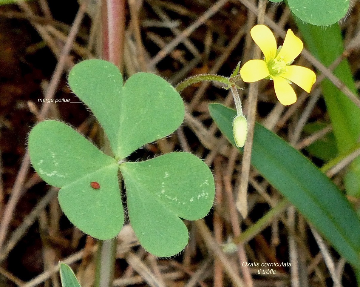 Oxalis corniculata.ti trèfle.( folioles à marge poilue )oxalideae.amphinaturalisé..jpeg