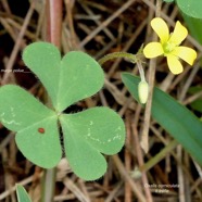 Oxalis corniculata.ti trèfle.( folioles à marge poilue )oxalideae.amphinaturalisé..jpeg