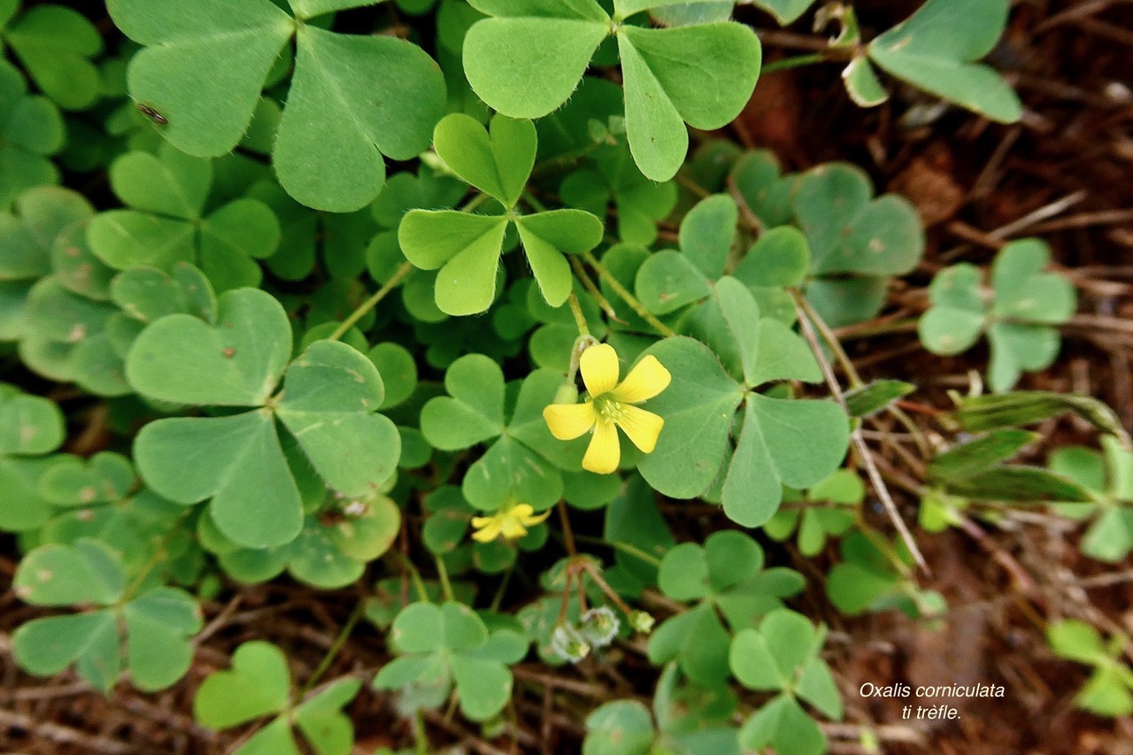 Oxalis corniculata.ti trèfle.oxalideae.amphinaturalisé..jpeg