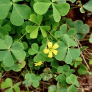 Oxalis corniculata.ti trèfle.oxalideae.amphinaturalisé..jpeg