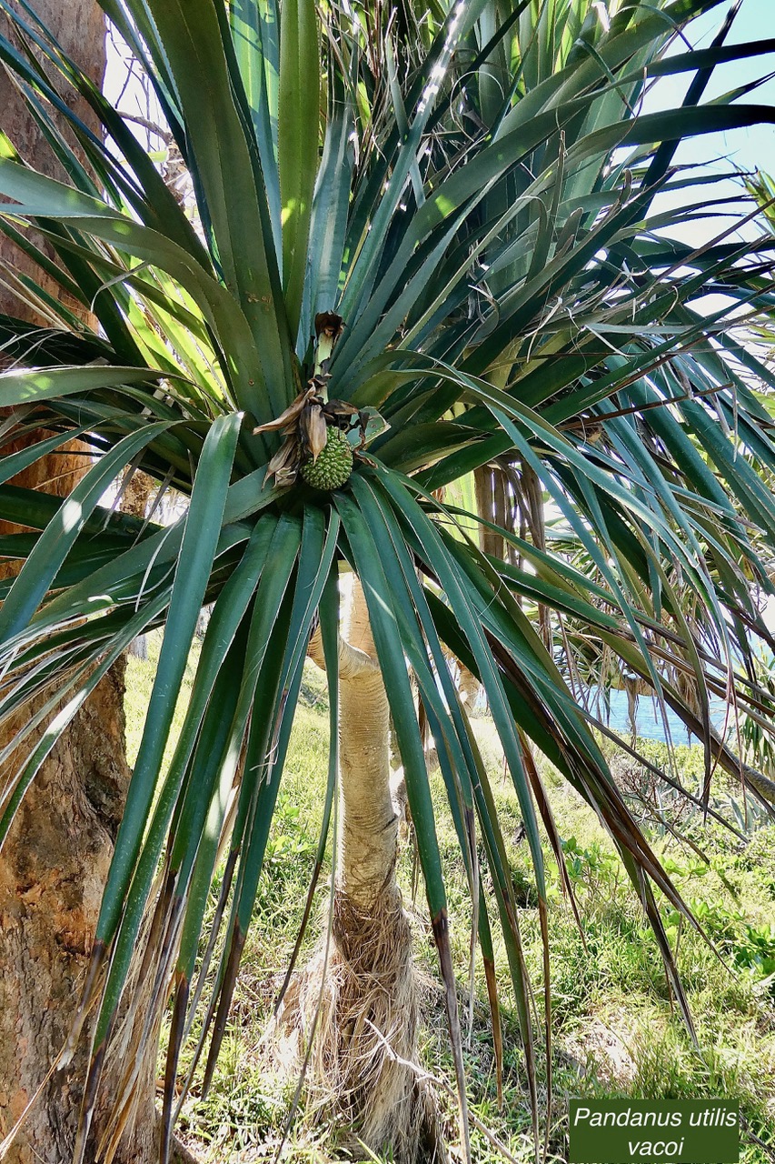 Pandanus utilis Bory.vacoi.pandanaceae..jpeg