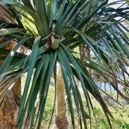 Pandanus utilis Bory.vacoi.pandanaceae..jpeg