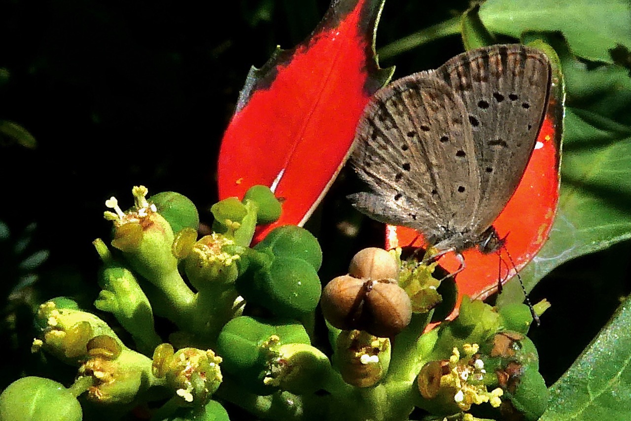 Papillon Azuré sur Euphorbia cyathophora.petit poinsettia.euphorbiaceae.sténonaturalisé..jpeg