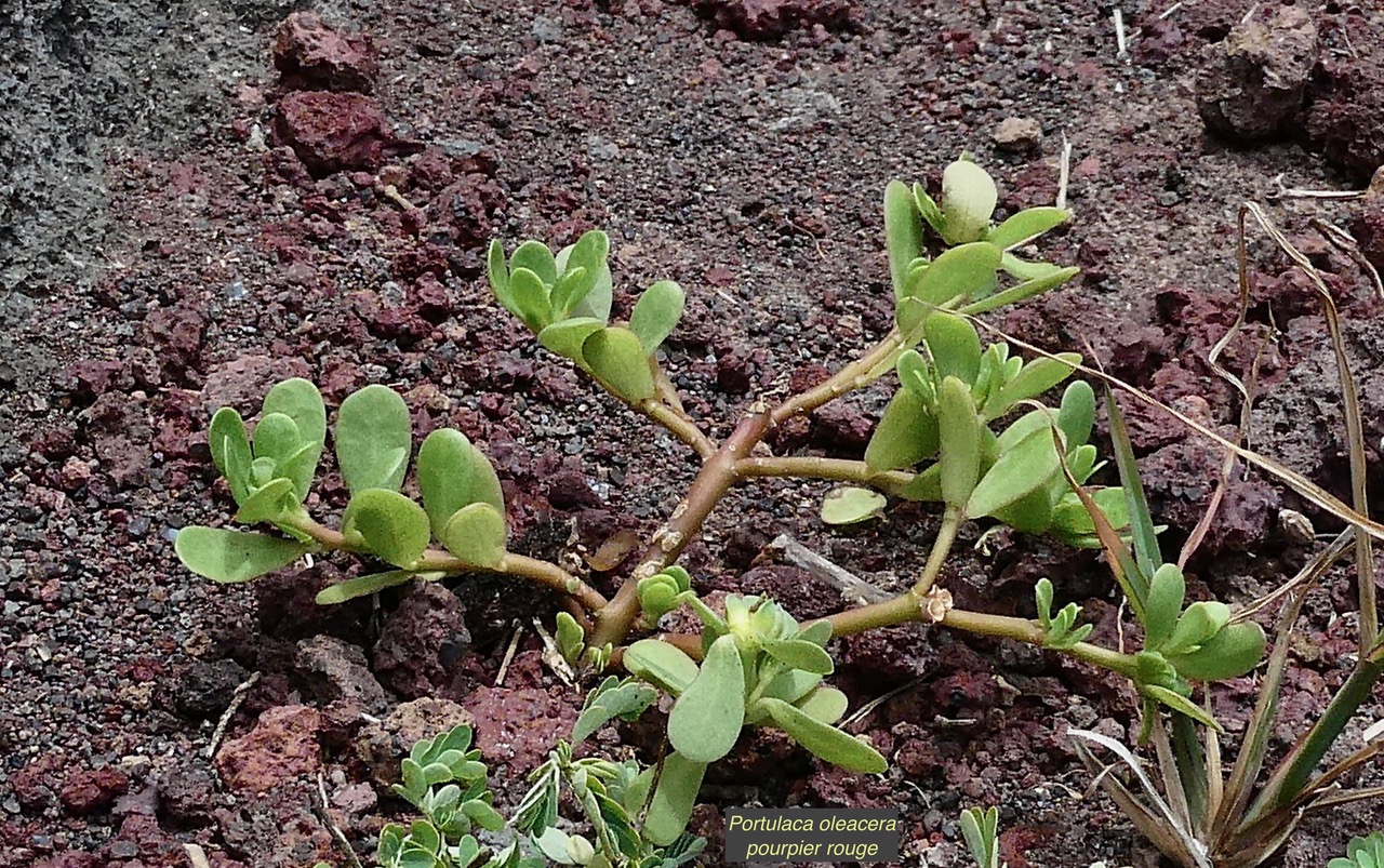 Portulaca oleacera.poupier rouge.portulacaceae..jpeg