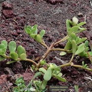 Portulaca oleacera.poupier rouge.portulacaceae..jpeg