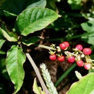 Rivina humilis.groseille.( avec fruits ) petiveriaceae.assimilé indigène..jpeg