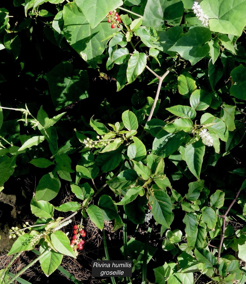 Rivina humilis.groseille.petiveriaceae.assimilé indigène..jpeg