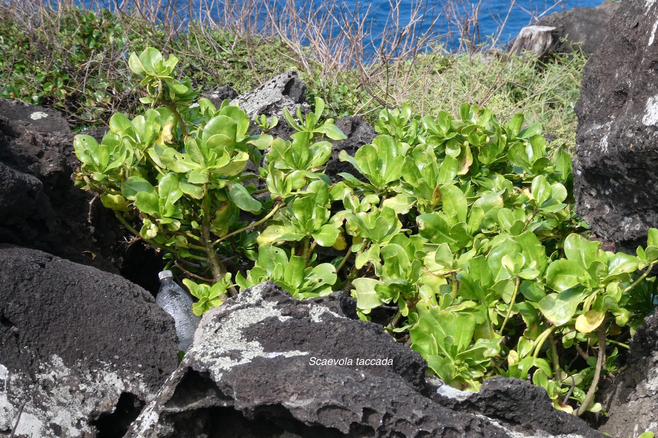 Scaevola taccada.manioc marron du bord de mer.goodeniaceae.espèce cultivée.indigène Réunion. (1).jpeg