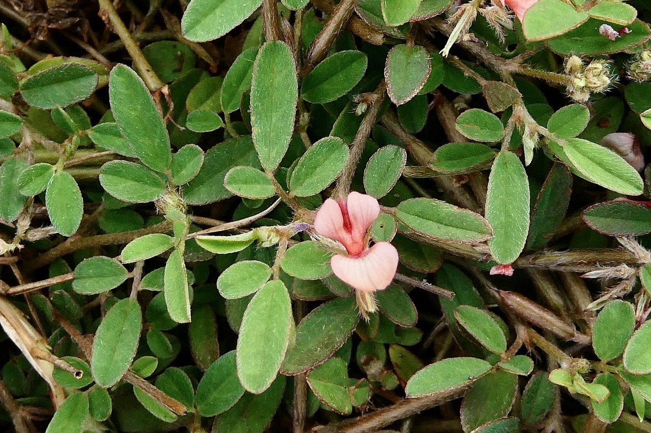 Tephrosia pumila.téphrosie naine .fabaceae.indigène ? jpeg.jpeg