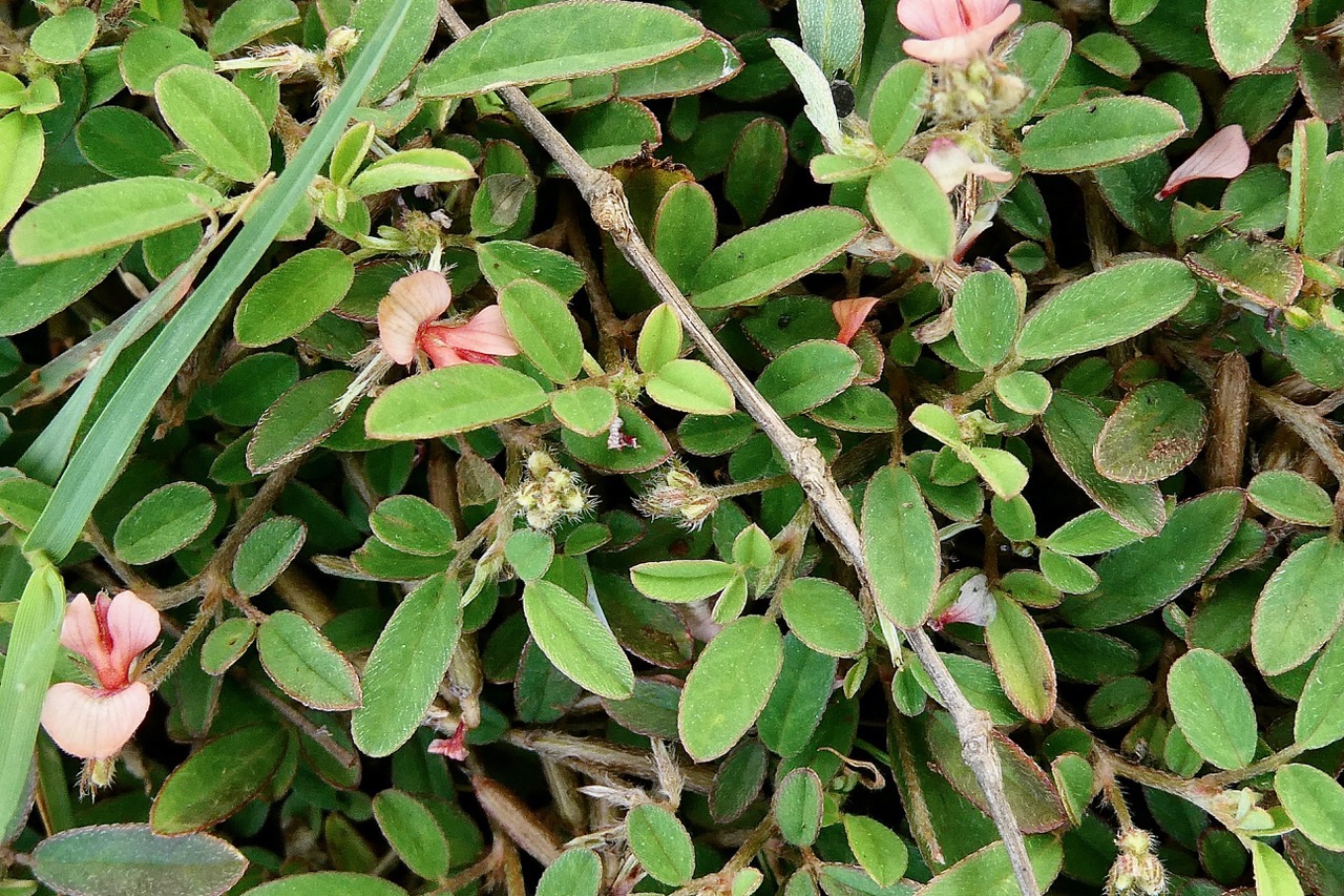 Tephrosia pumila.téphrosie naine .fabaceae.indigène ? ou-  Indigofera diversifolia.fabaceae.endémique Madagascar Mascareignes ??.jpeg