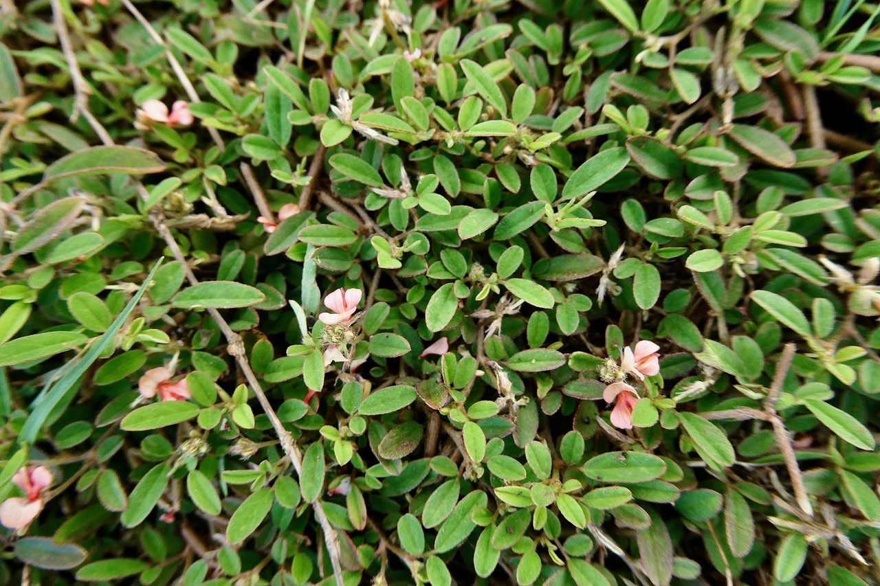 Tephrosia pumila.téphrosie naine .fabaceae.indigène ?.jpeg