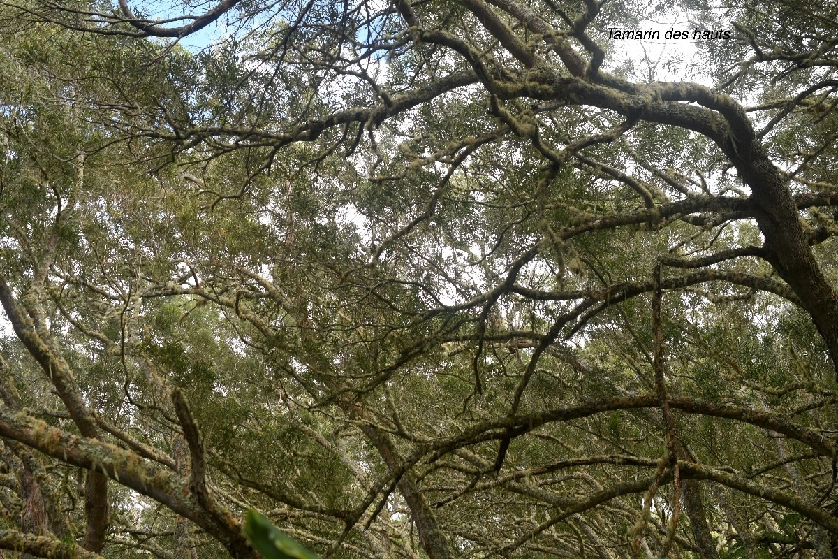 Acacia heterophylla Tamarin des hauts F abaceae Endémique La Réunion 752.jpeg