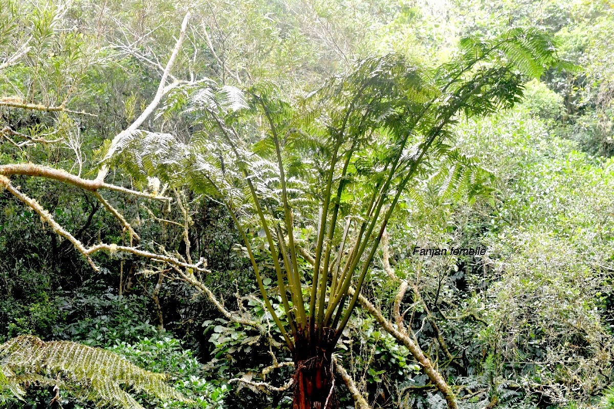 Alsophila excelsa Fanjan femelle Cyatheaceae Endémique La Réunion, Maurice 685.jpeg