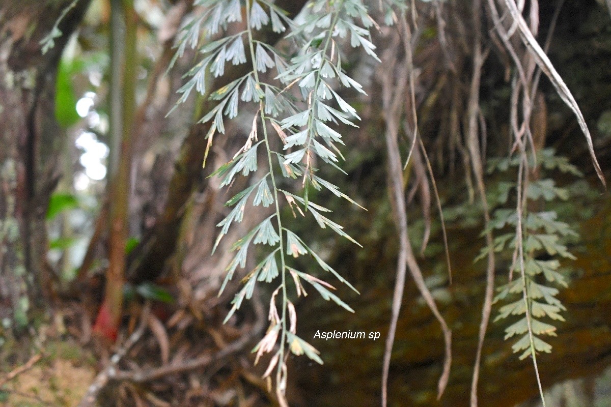 Asplenium sp Aspleniaceae 700.jpeg