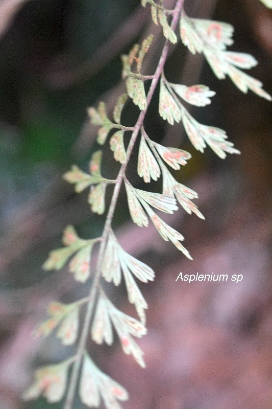 Asplenium sp Aspleniaceae 702.jpeg