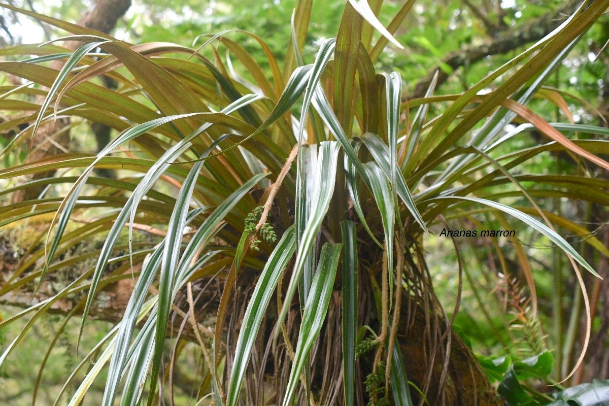 Astelia hemichrysa Ananas marron Asteliaceae Endémique La Réunion 695.jpeg