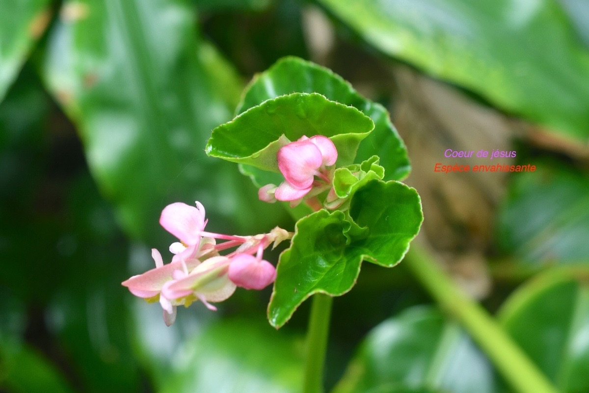 Begonia cucullata Coeur de jésus Begoniaceae E E 669.jpeg