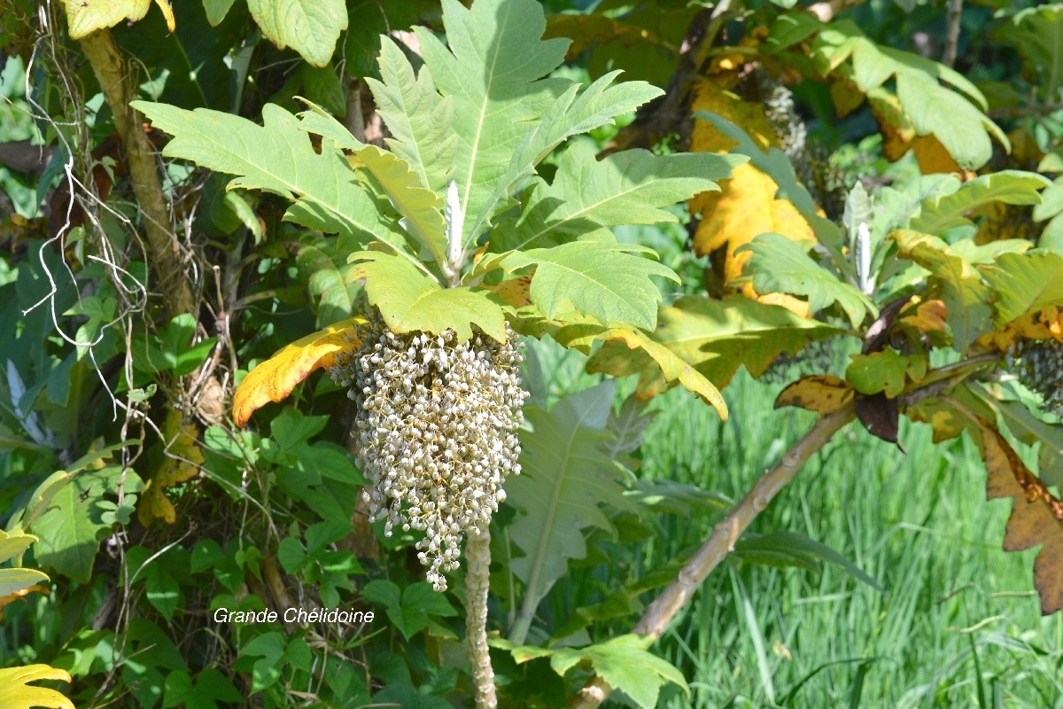 Bocconia frutescens Grande Chélidoine Papaveraceae Amérique Centrale et du Sud 645.jpeg