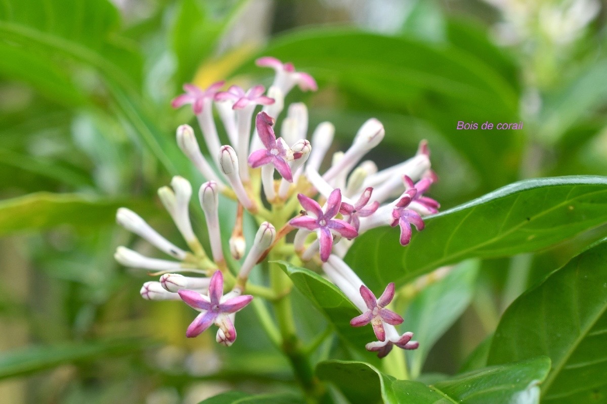 Chassalia corallioides  Bois de corail Rubiaceae Endémique La Réunion 658.jpeg