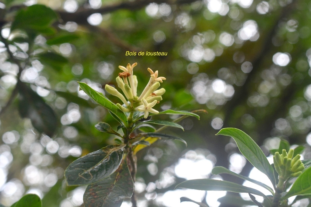 Chassalia gaertneroides Bois de Lousteau  Rubiaceae Endémique La Réunion 734.jpeg