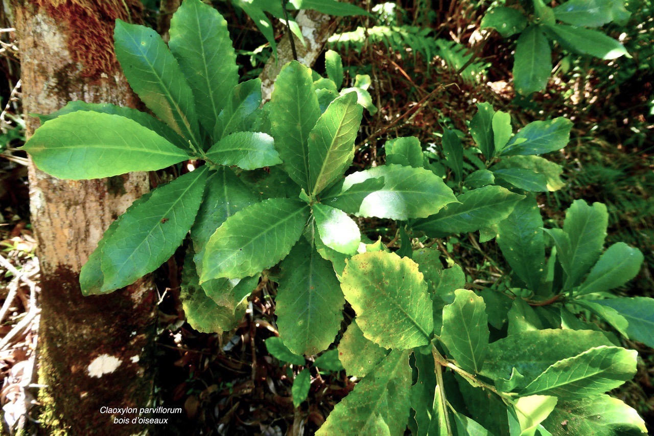 Claoxylon parviflorum -bois d’’oiseaux.euphorbiaceae.endémique Réunion Maurice Rodrigues..jpeg