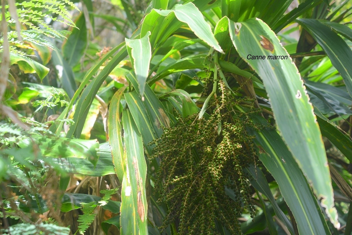 Cordyline mauritiana Canne marron Asparagaceae Endémique La Réunion, Maurice 755.jpeg