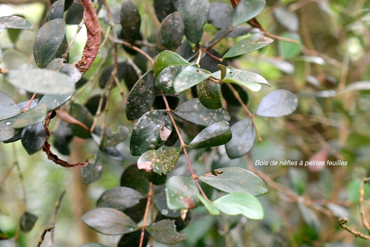 Eugenia buxifolia Bois de nèfles à petites feuilles Myrtaceae Endémique La Réunion 679.jpeg