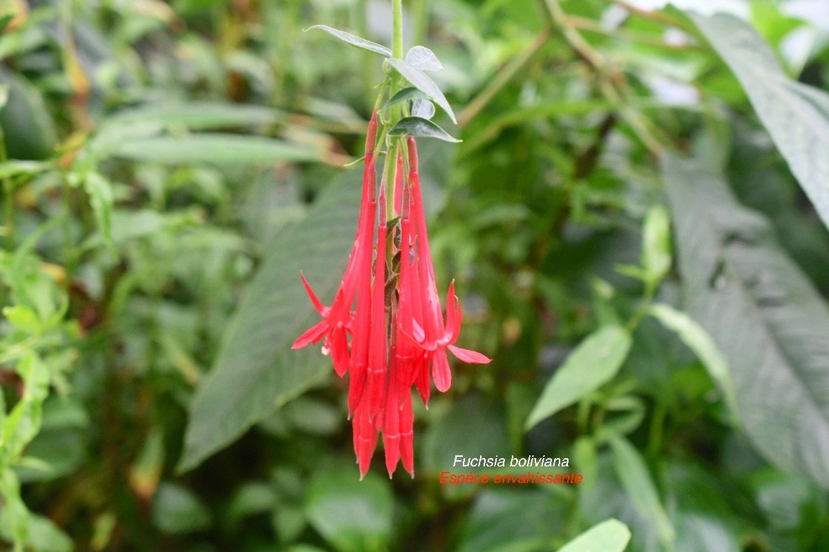 Fuchsia boliviana Fuchsia à grandes feuilles Onagraceae E E 796.jpeg