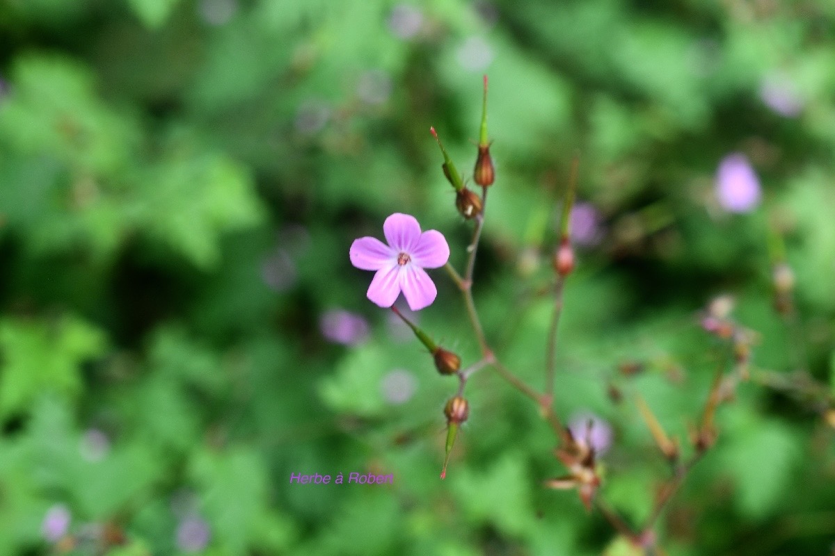 Geranium robertianum Herbe à Robert  Geraniaceae Assimilé Indigène La Réunion 793.jpeg