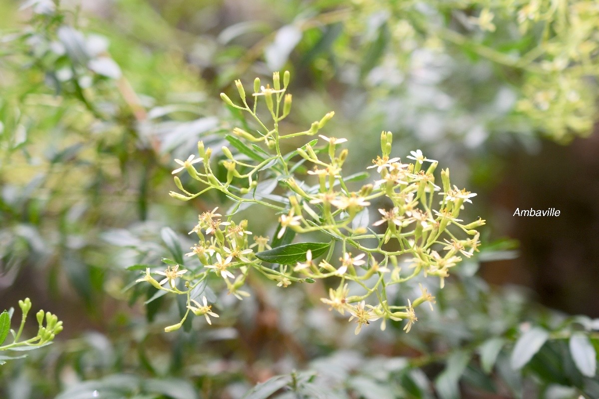 Hubertia ambavilla Ambaville Asteraceae Endémique La Réunion 779.jpeg