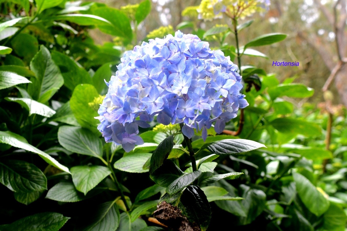 Hydrangea  Hortensia Hydrangeaceae E E 794.jpeg