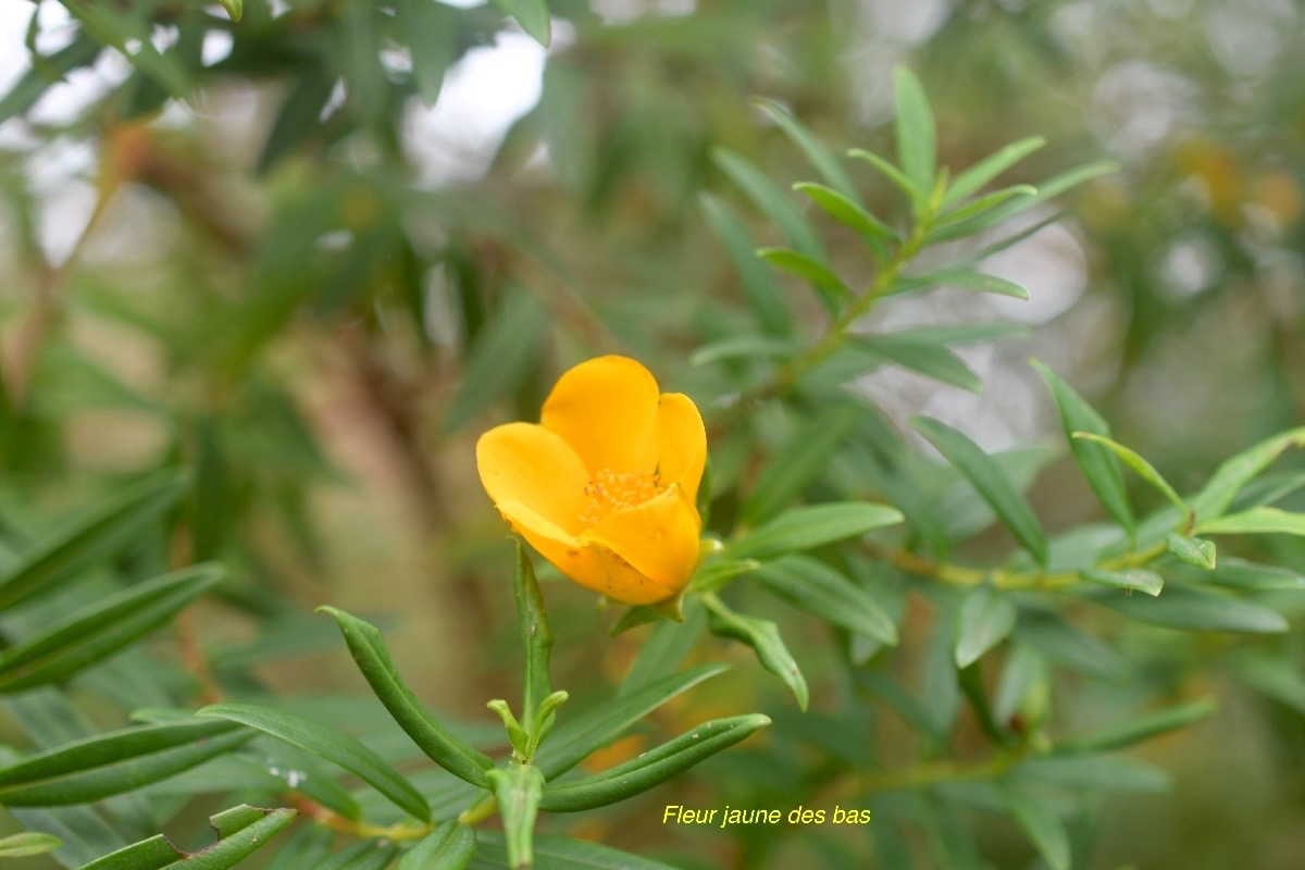 Hypericum lanceolatum subsp lanceolatum Fleur jaune des bas Hypericaceae Indigène La Réunion 788.jpeg