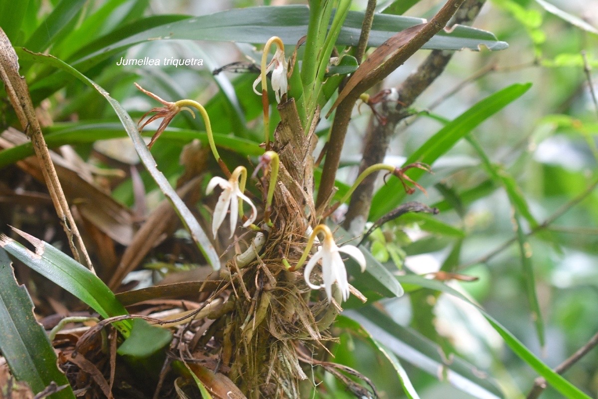 Jumellea triquetra Orchidaceae Endémique La Réunion 720.jpeg