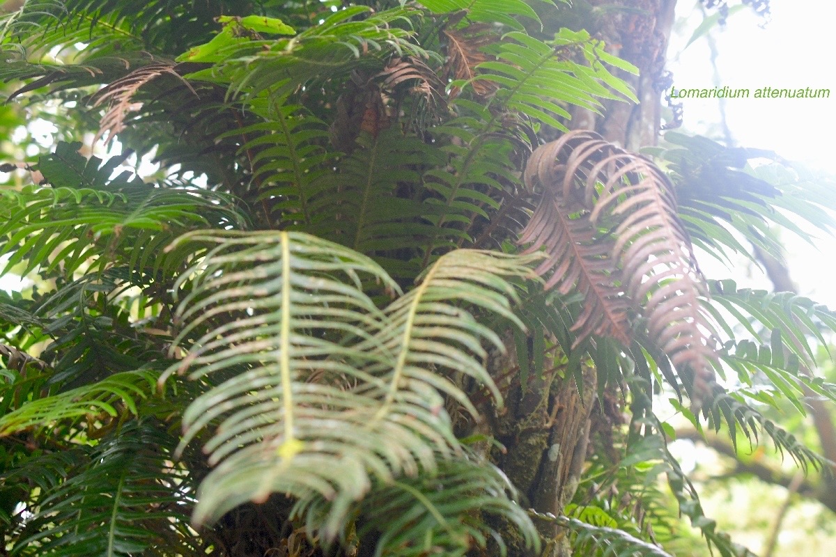 Lomaridium attenuatum Blechnaceae Indigène La Réunion 731.jpeg